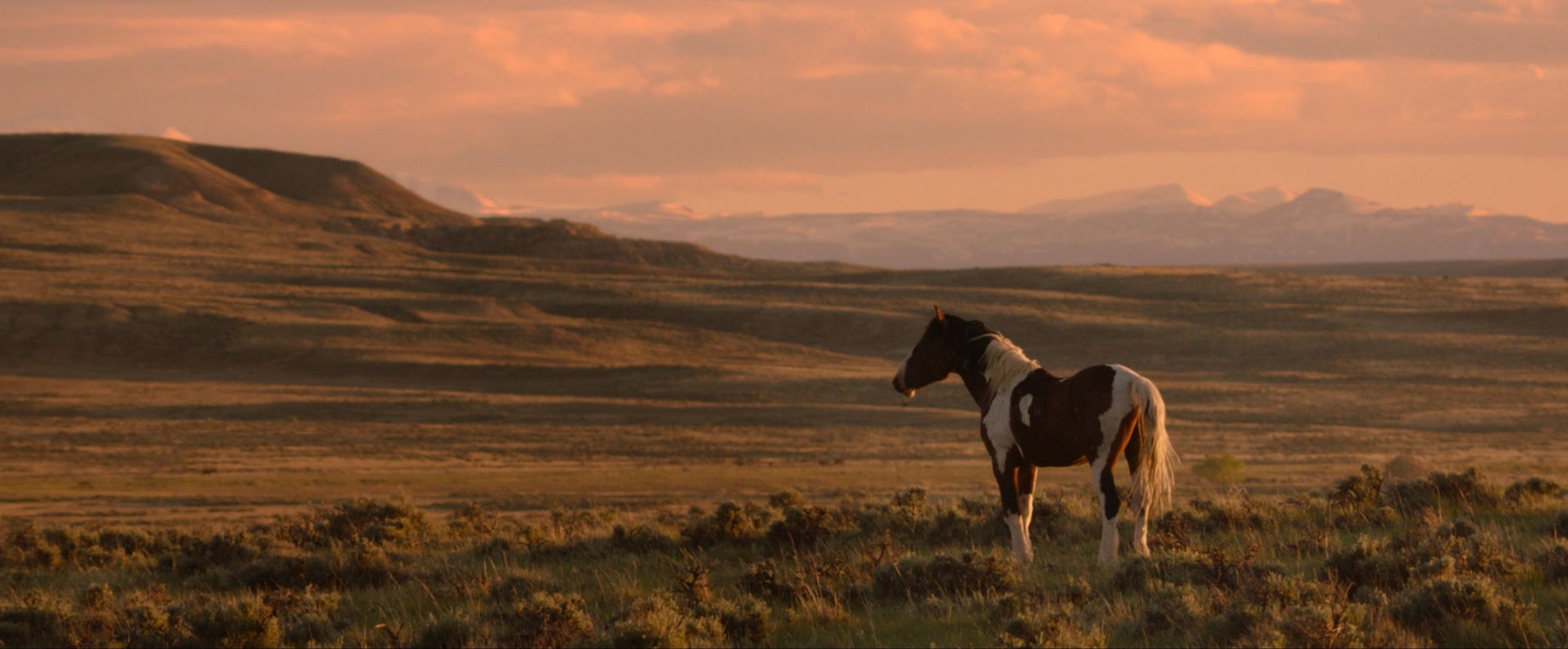 Wild Beauty — film still 1
