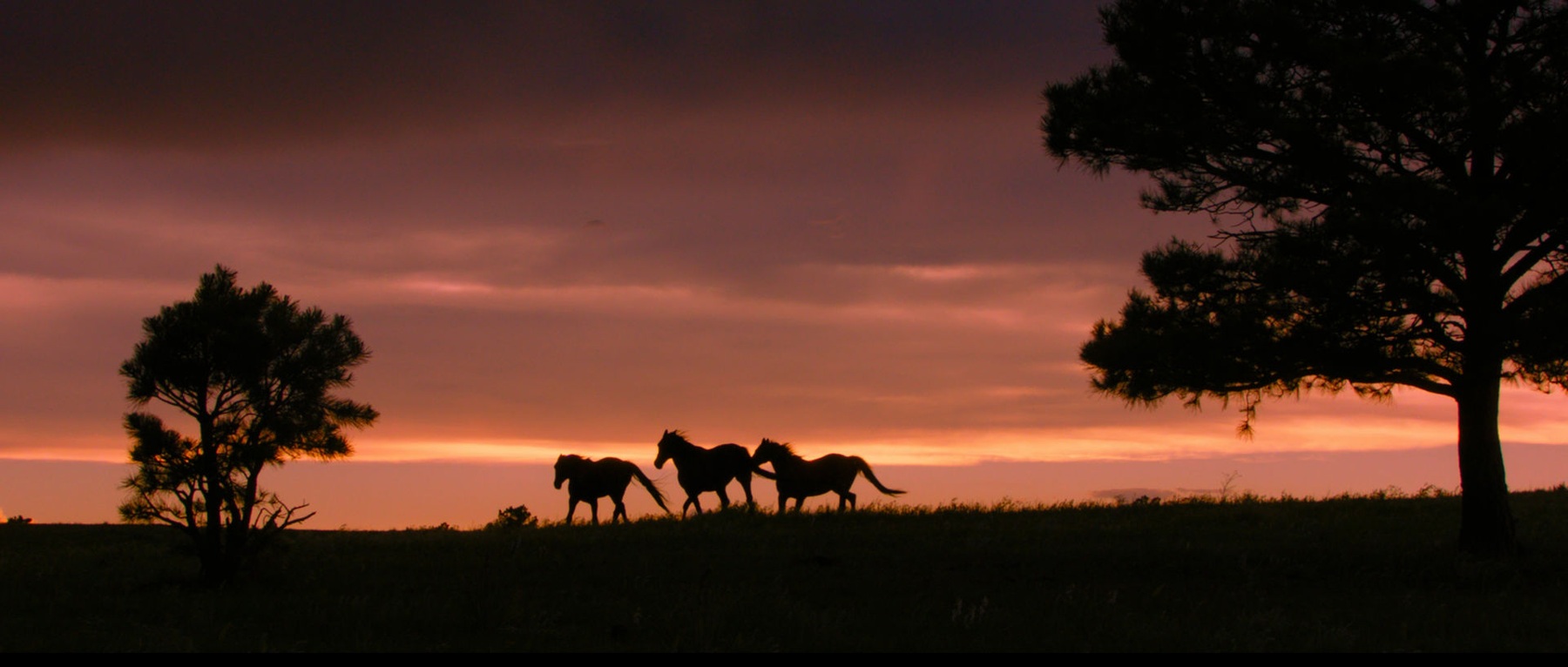 Wild Beauty — film still 5