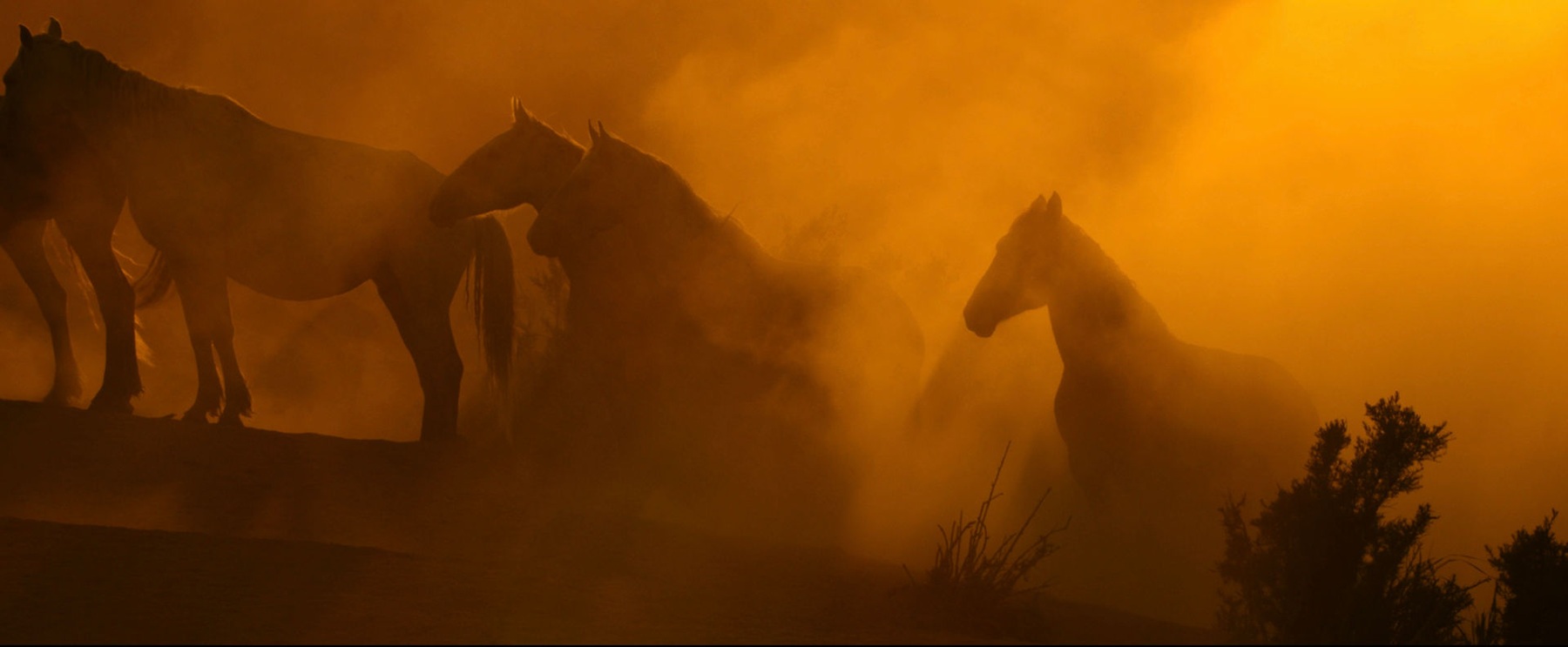 Wild Beauty — film still 6