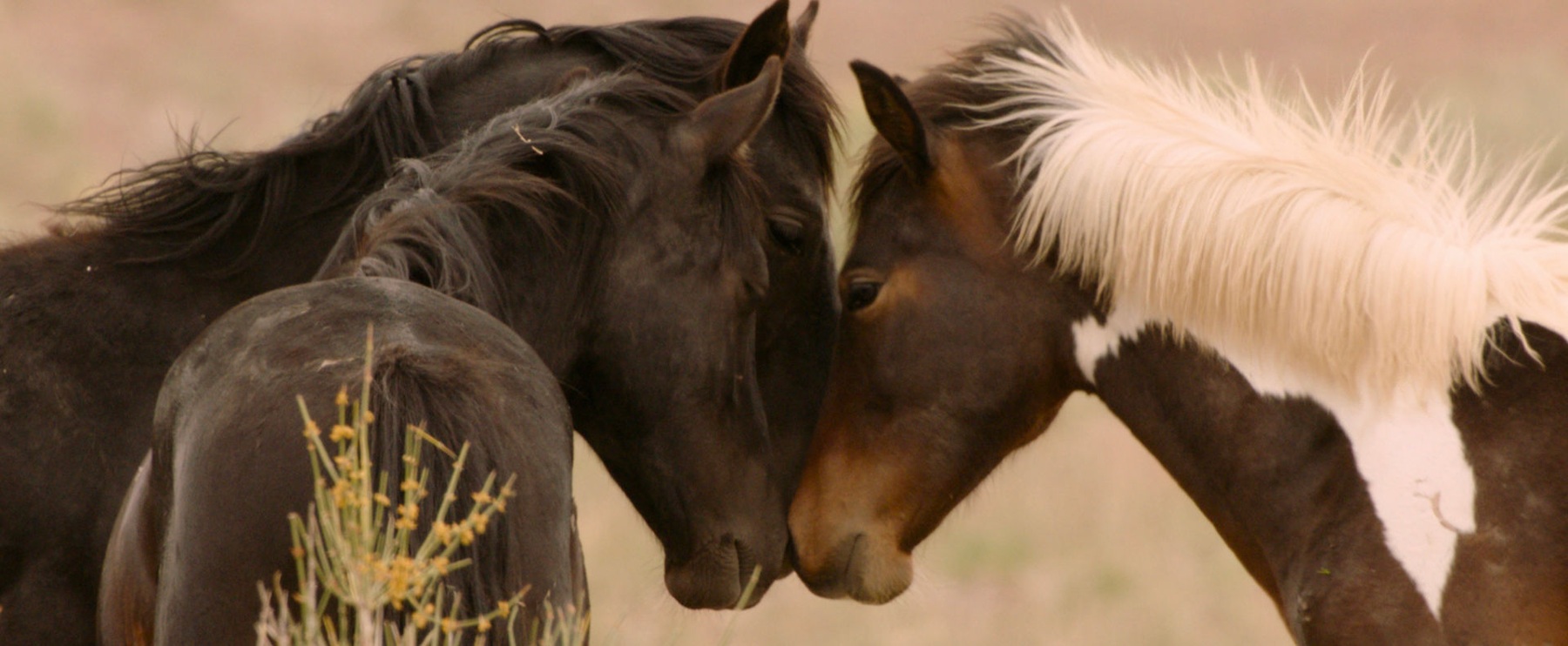 Wild Beauty — film still 9